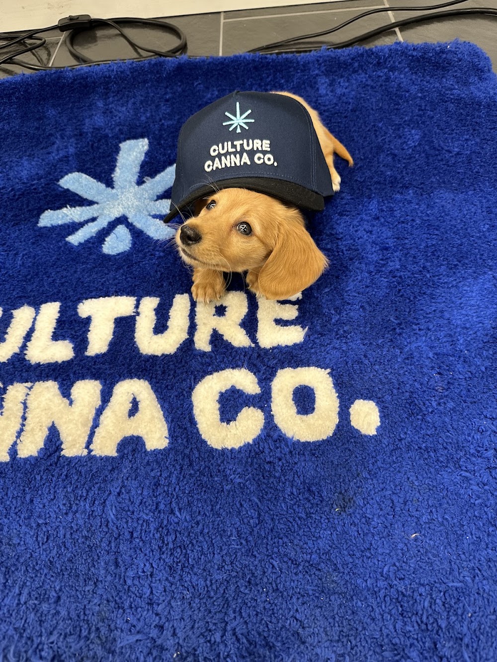 Culture Cannabis Company photo 4