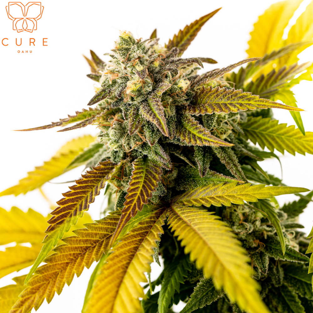 Cure Oahu - Honolulu photo 8