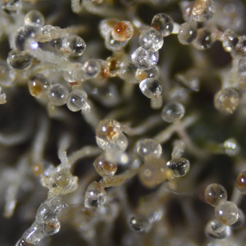 Cured Green photo 3