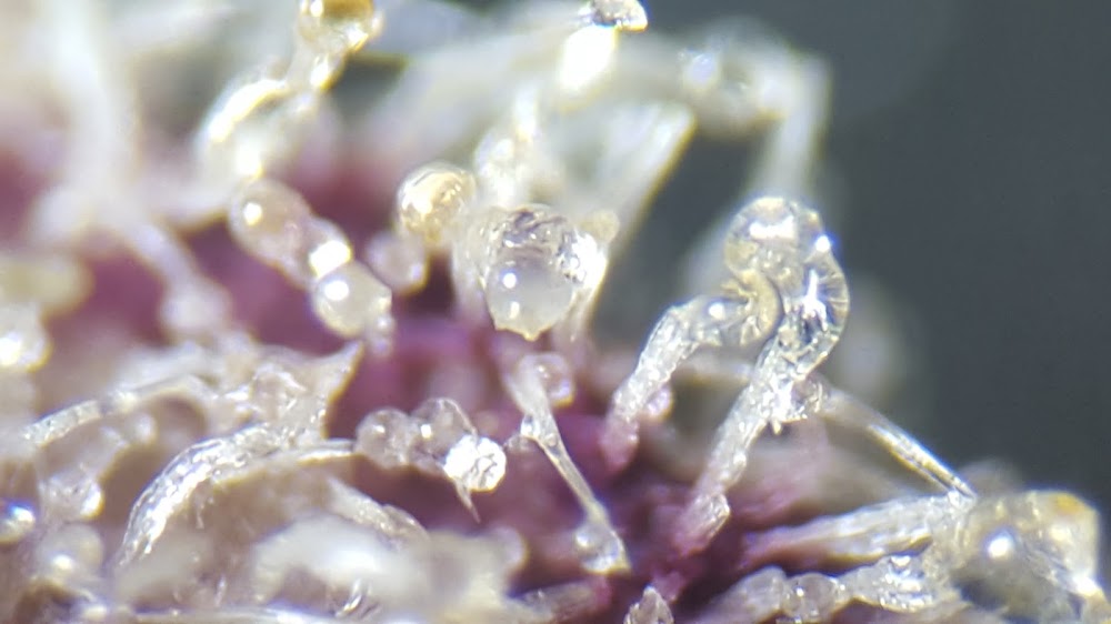 Cured Green photo 5
