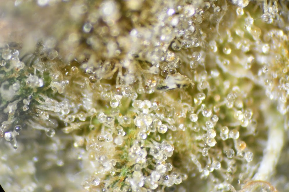 Cured Green photo 7