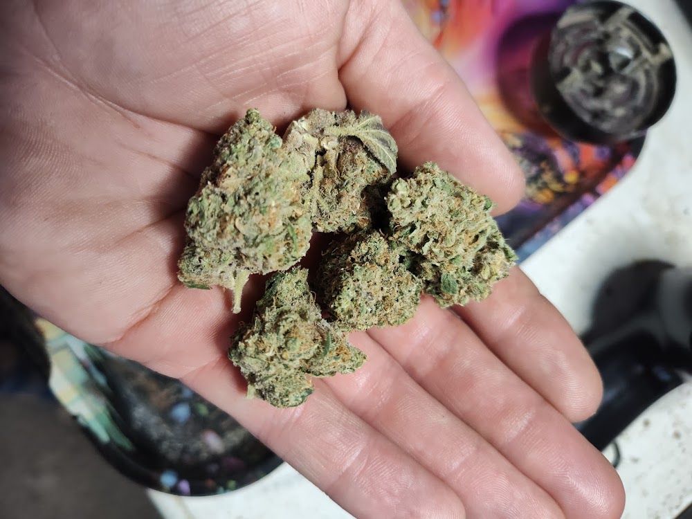 Dakota Herb photo 8