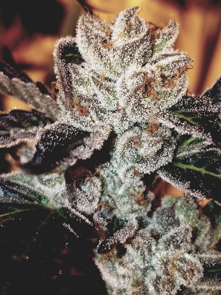 Denrec Denver Recreational Dispensary photo 3