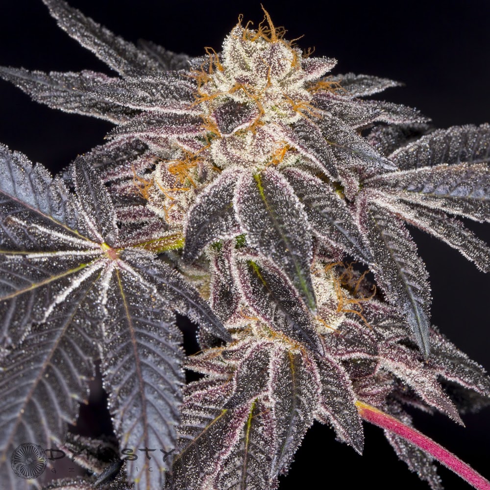 Denrec Denver Recreational Dispensary photo 6