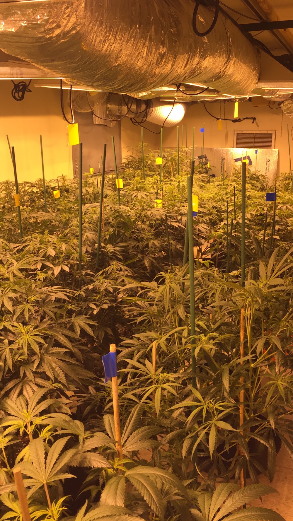 Denver Dispensary photo 7