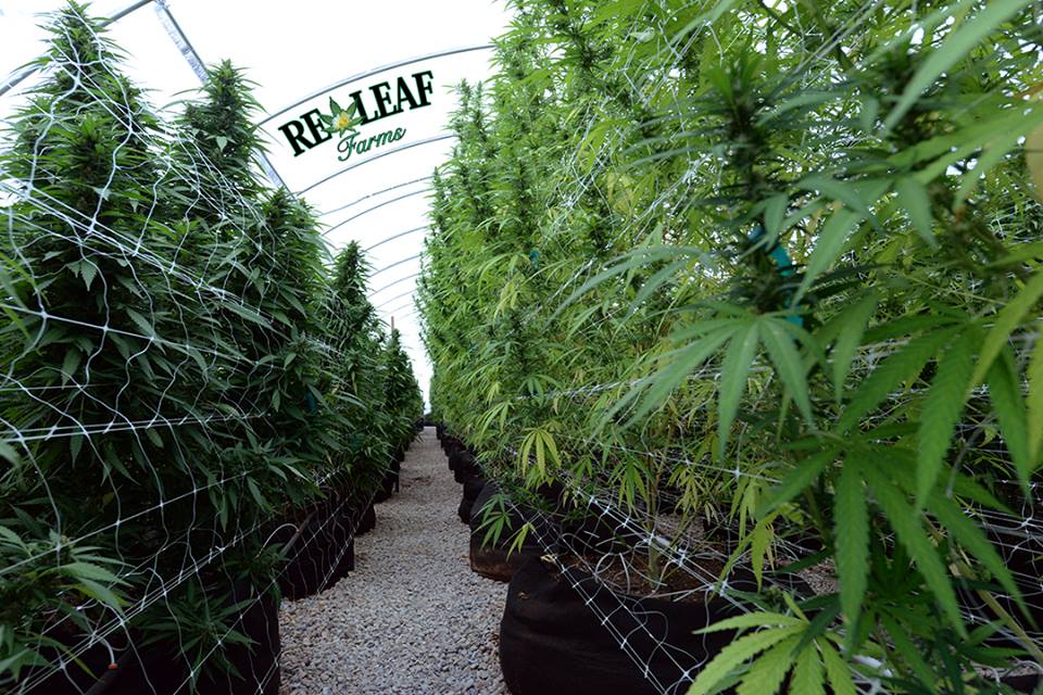 Desert Bloom Releaf Center photo 2