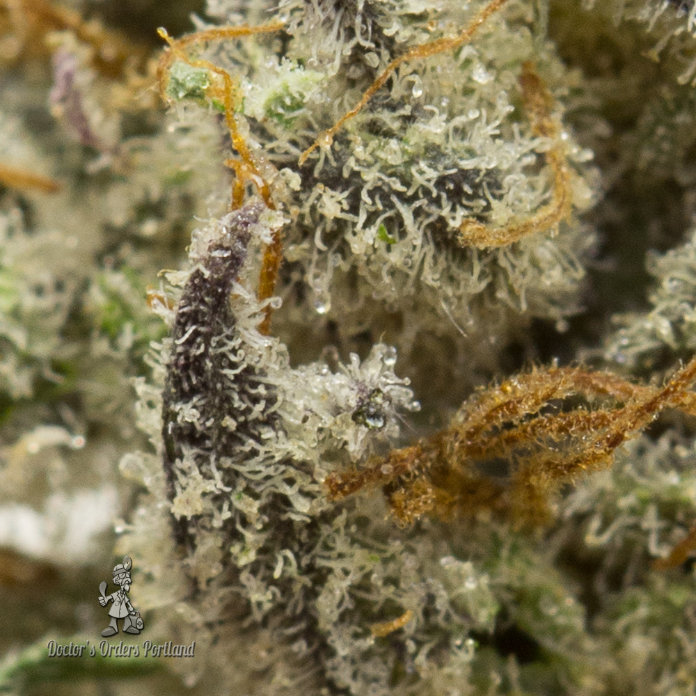 Doctor's Orders photo 6