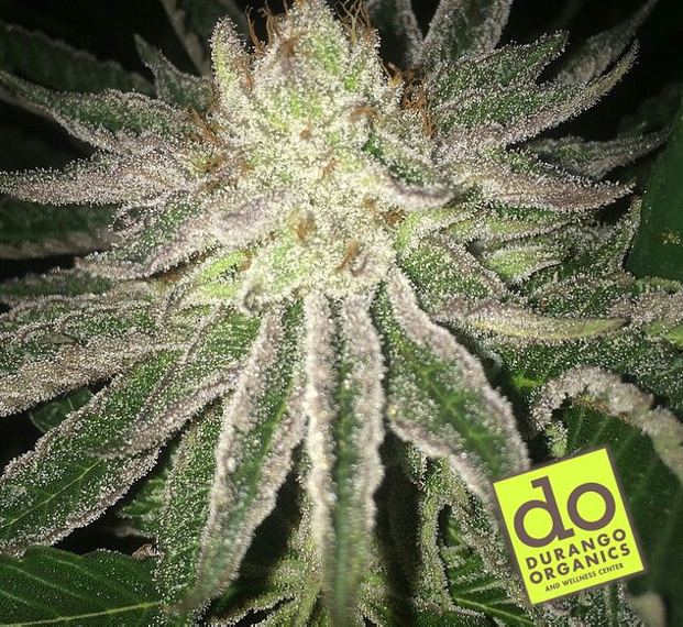 Durango Organics photo 2