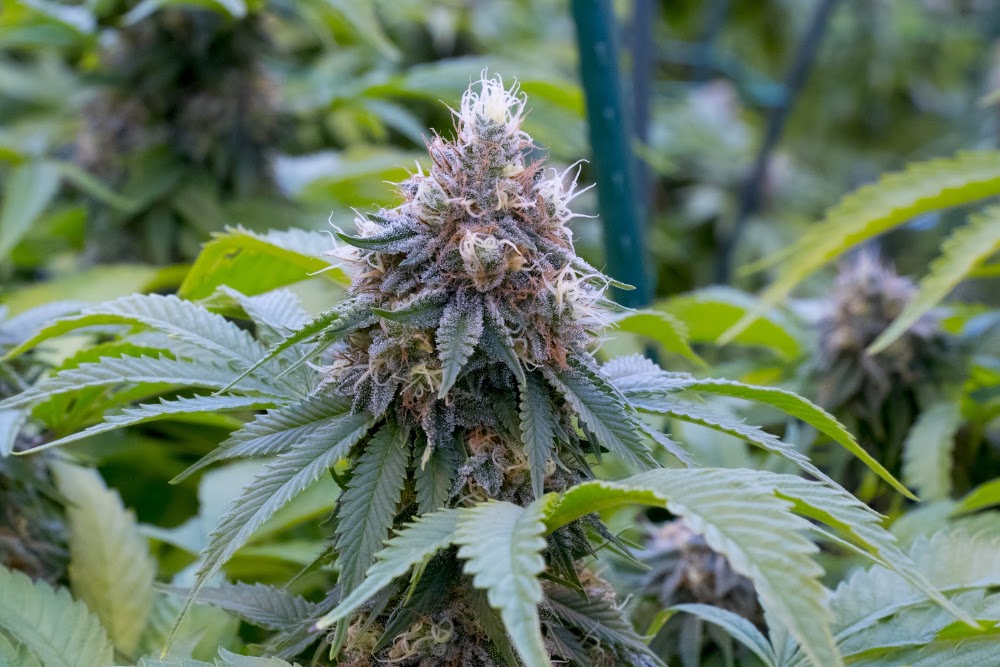 Durango Organics photo 6