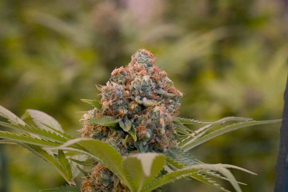 Durango Organics photo 8