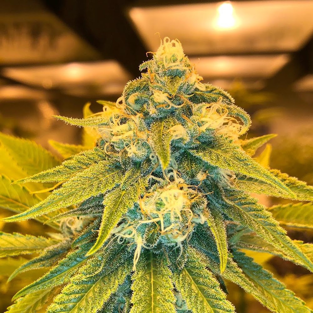 Eclipse Cannabis Company photo 8