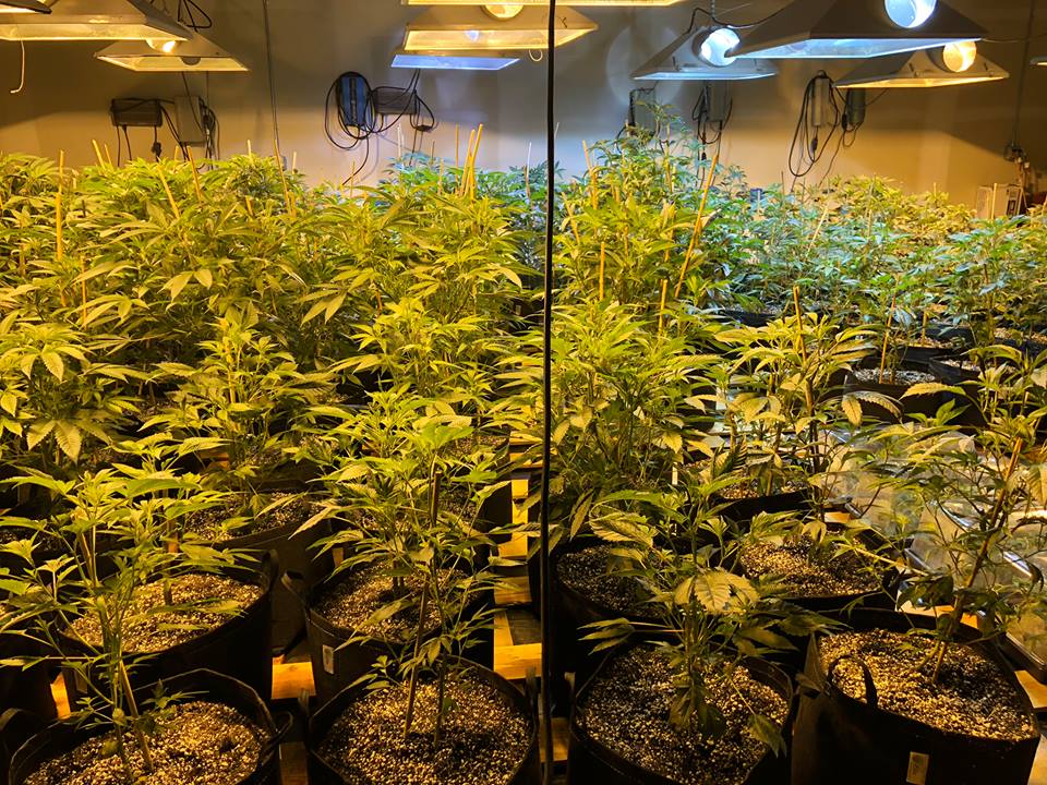 Emerald Elite Thc photo 5