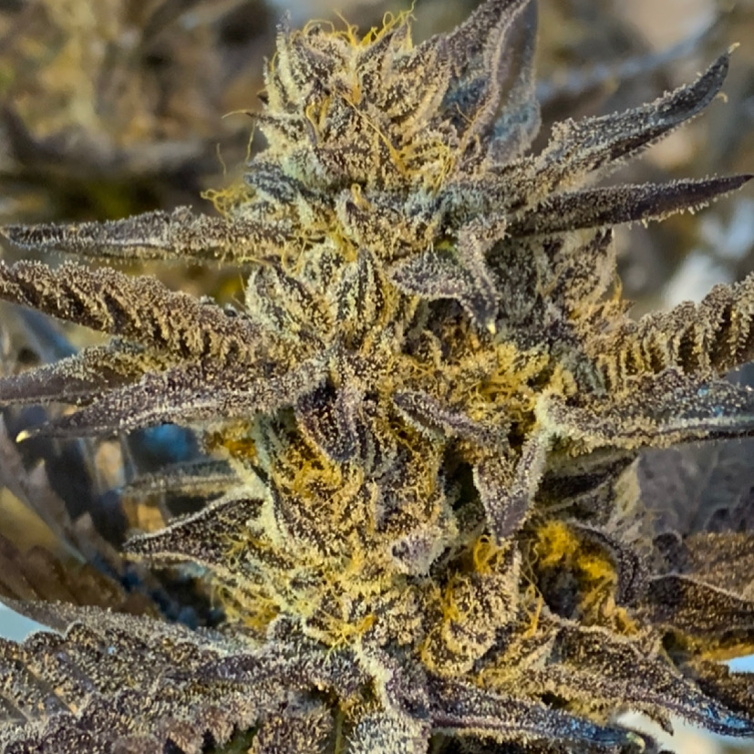 Emerald Fire Meds - May photo 3