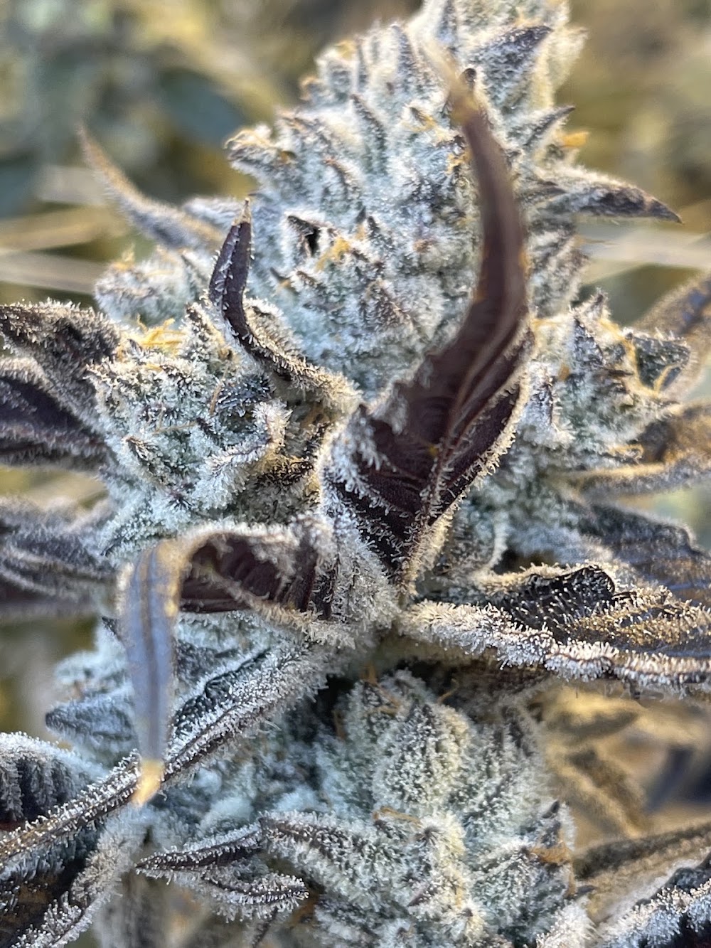 Emerald Fire Meds - May photo 7