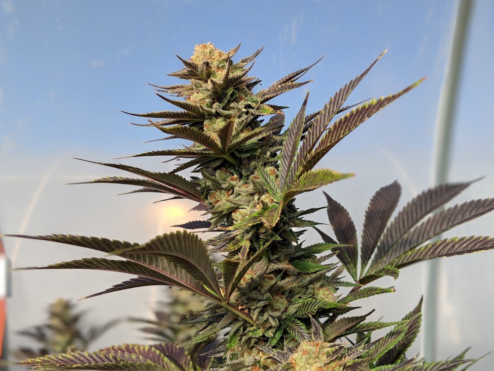 Everest Cannabis CO - Far Northeast Heights photo 7