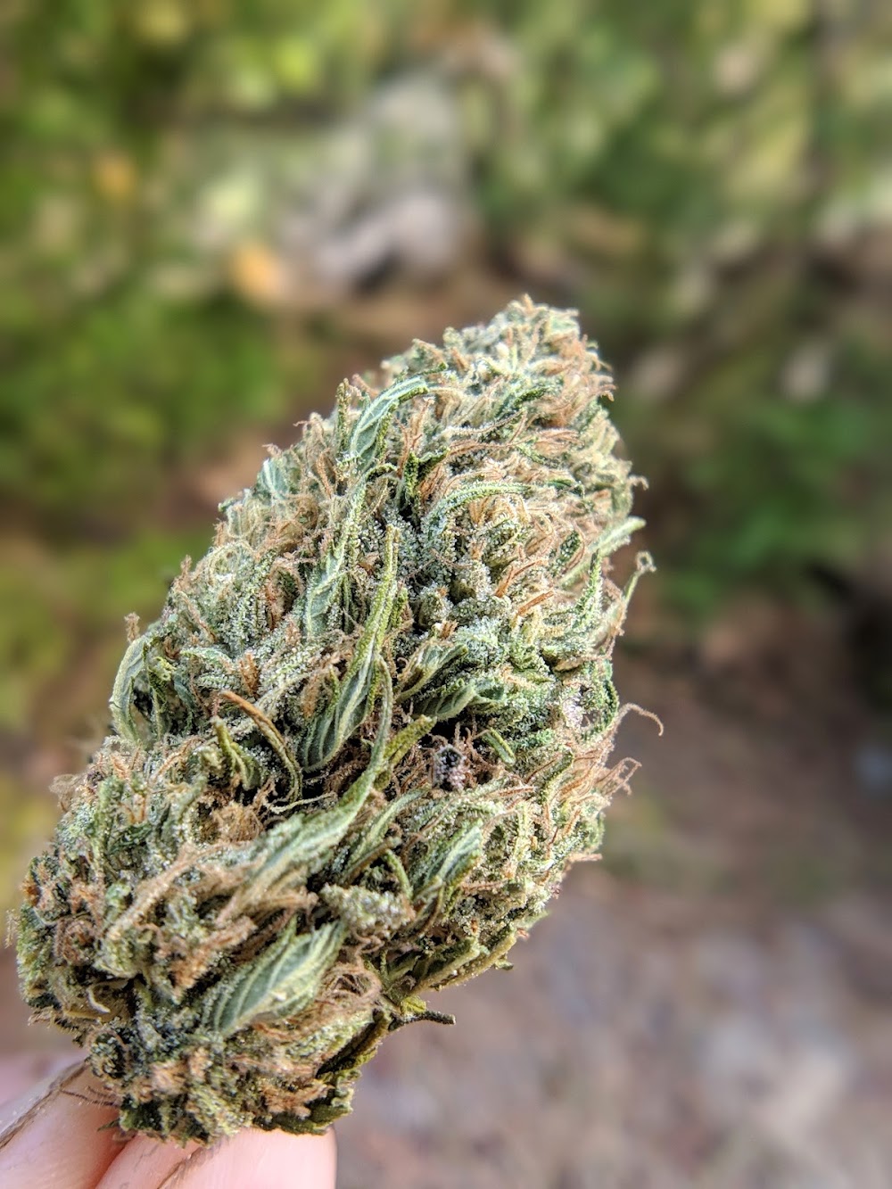 Fireside Dispensary photo 6