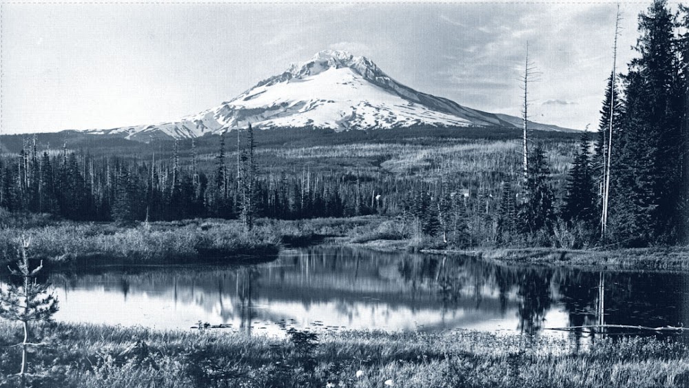 Five Zero Trees Portland East photo 2