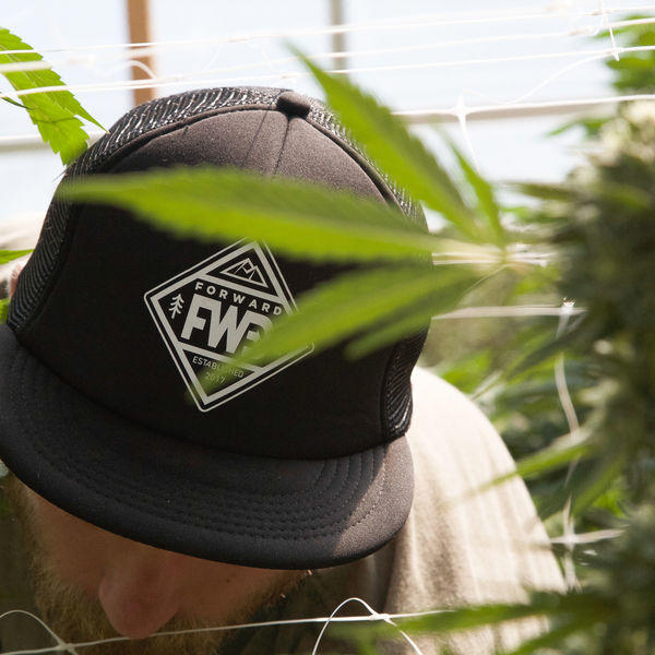Forward Cannabis photo 4