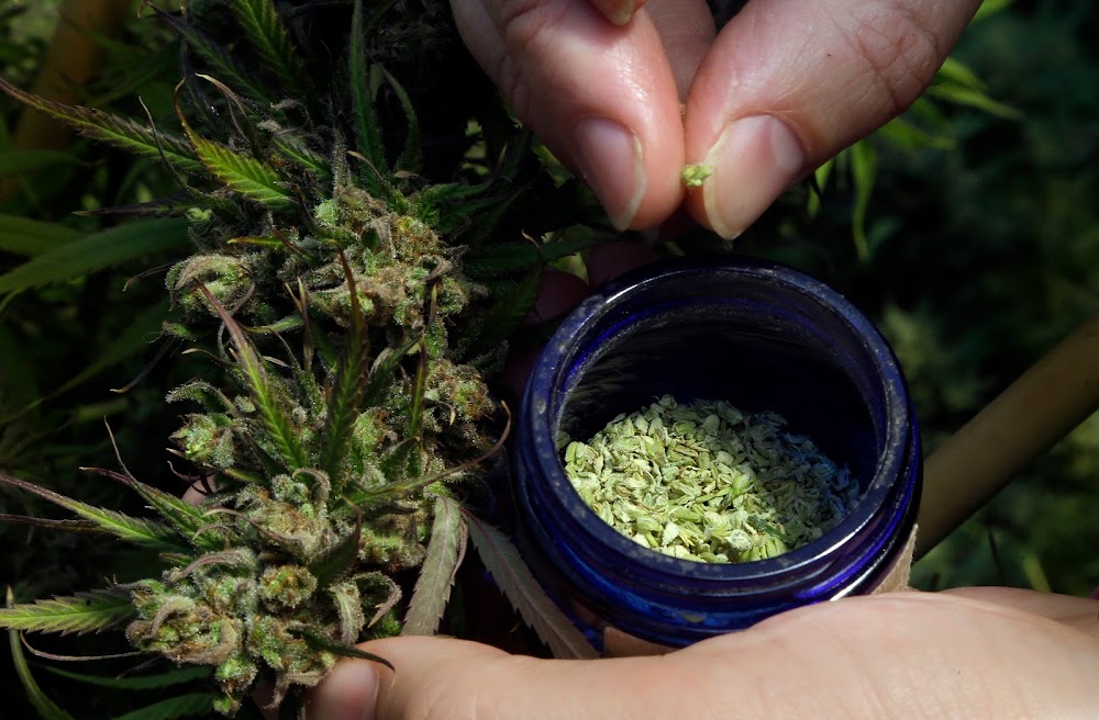 Forward Cannabis photo 8
