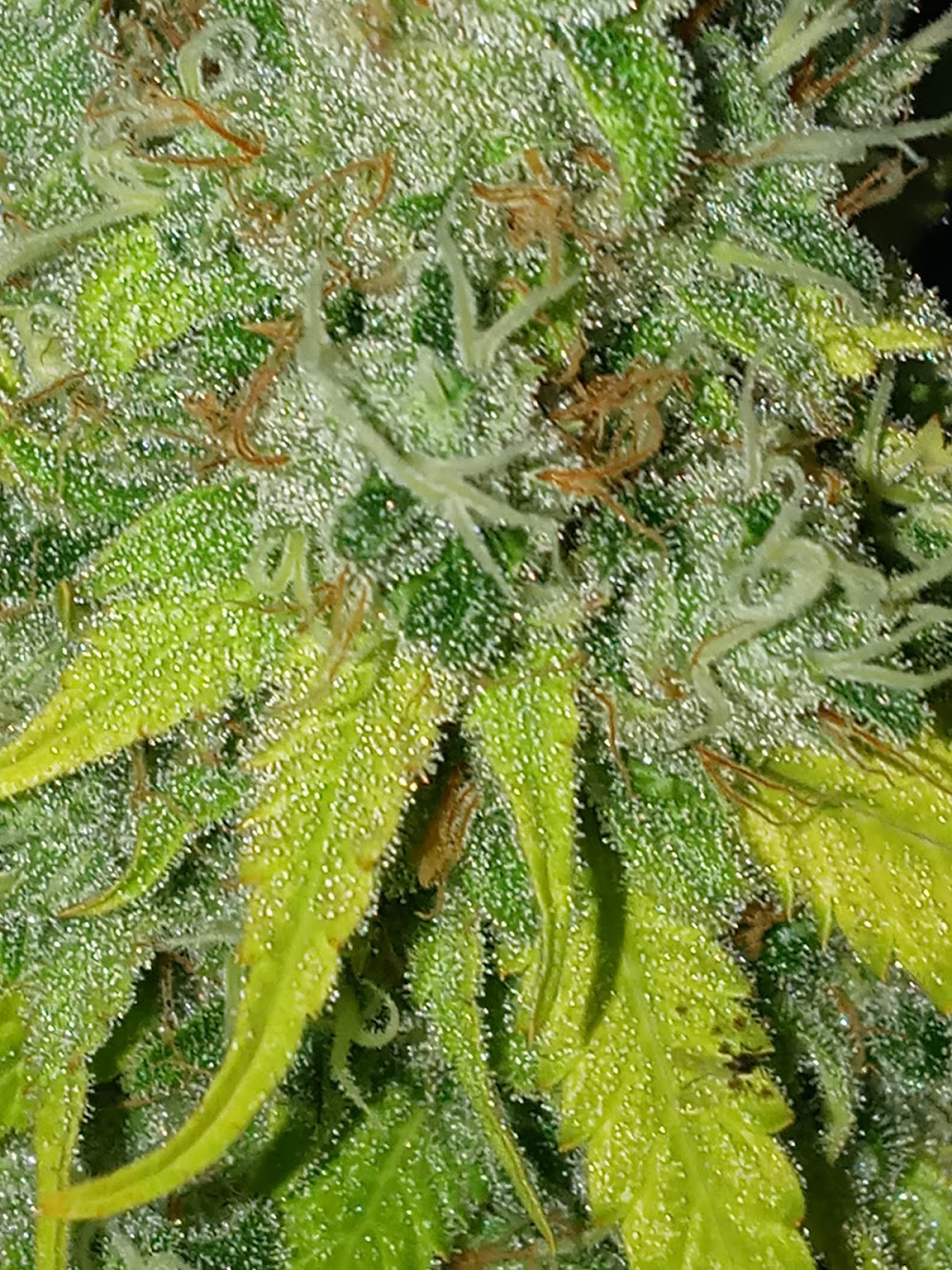 Fresh Greens photo 7