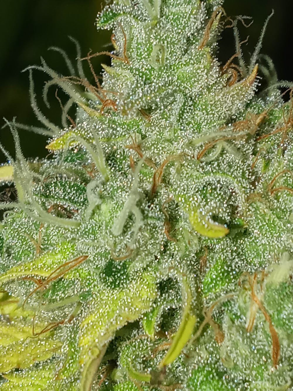 Fresh Greens photo 8