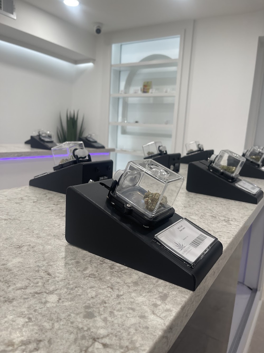 Georgetown Wellness Dispensary photo 3