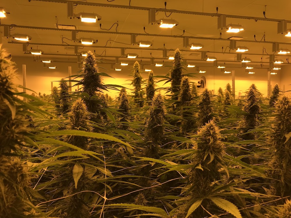 Gleaf - Rockville photo 4