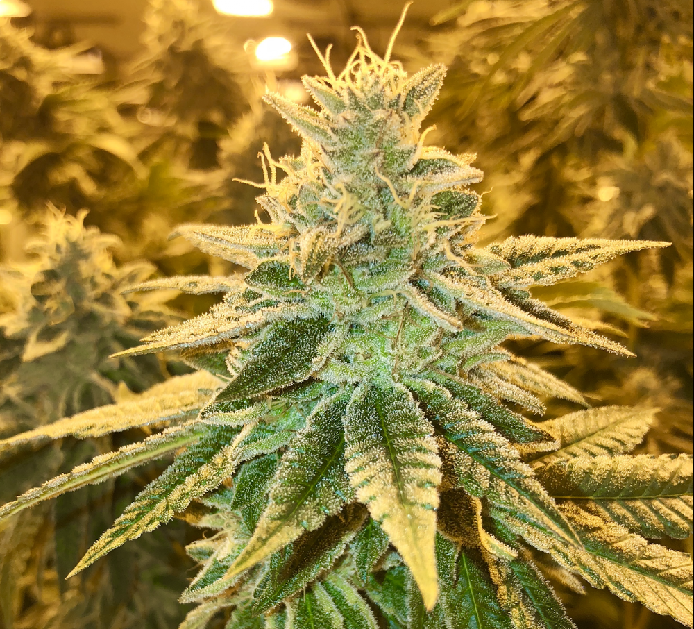 Gleaf - Rockville photo 7