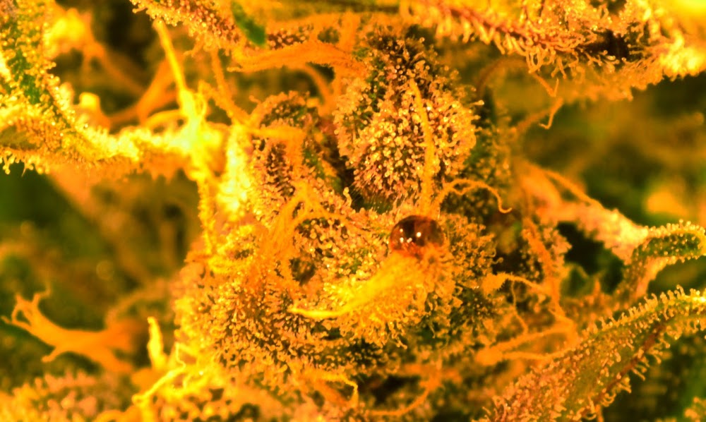 Golden Leaf photo 8