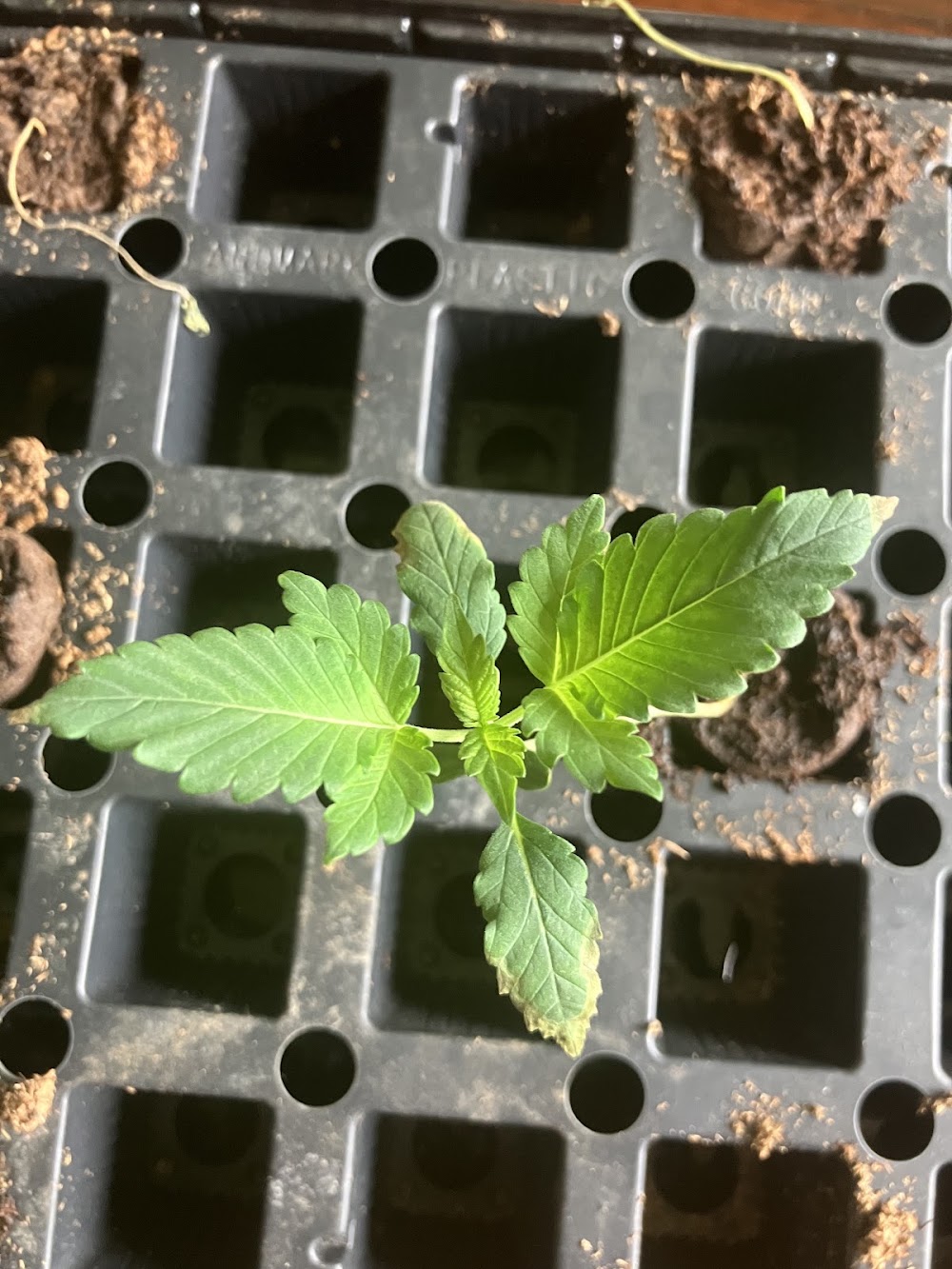 Goldleaf Cannabis photo 6