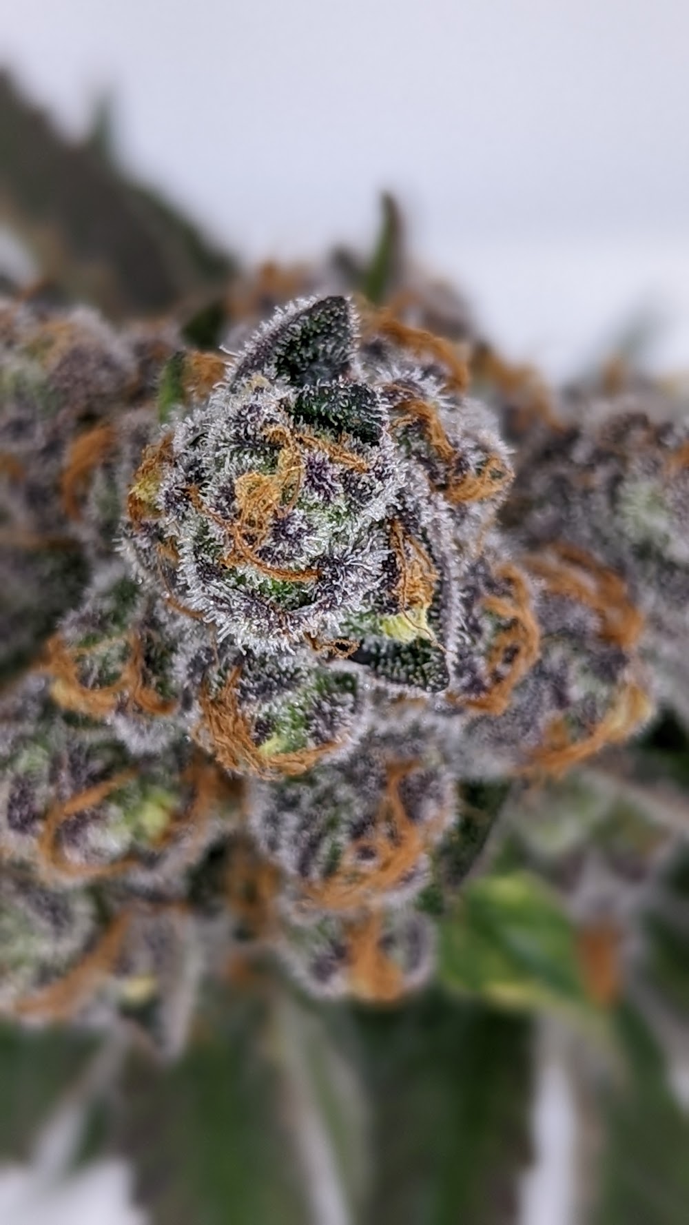 Goodblend - San Antonio photo 3