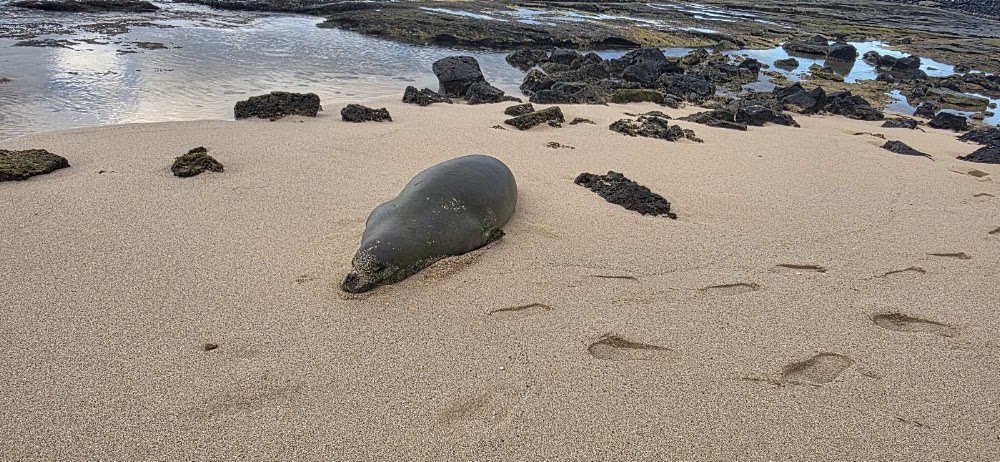 Green Aloha - Koloa photo 2