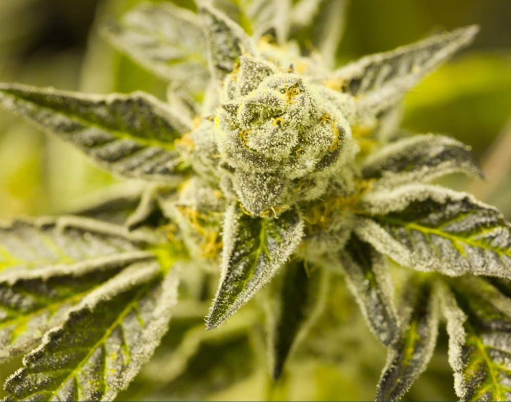 Green Man Cannabis photo 4