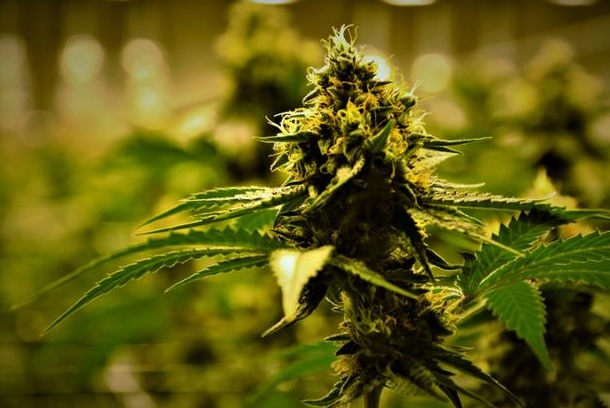 Green Man Cannabis photo 7