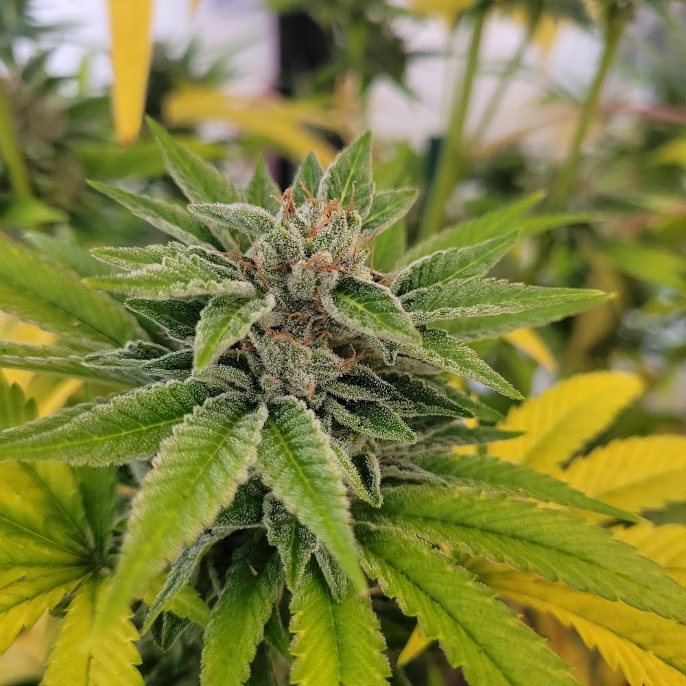 Green Meadows Dispensary photo 2