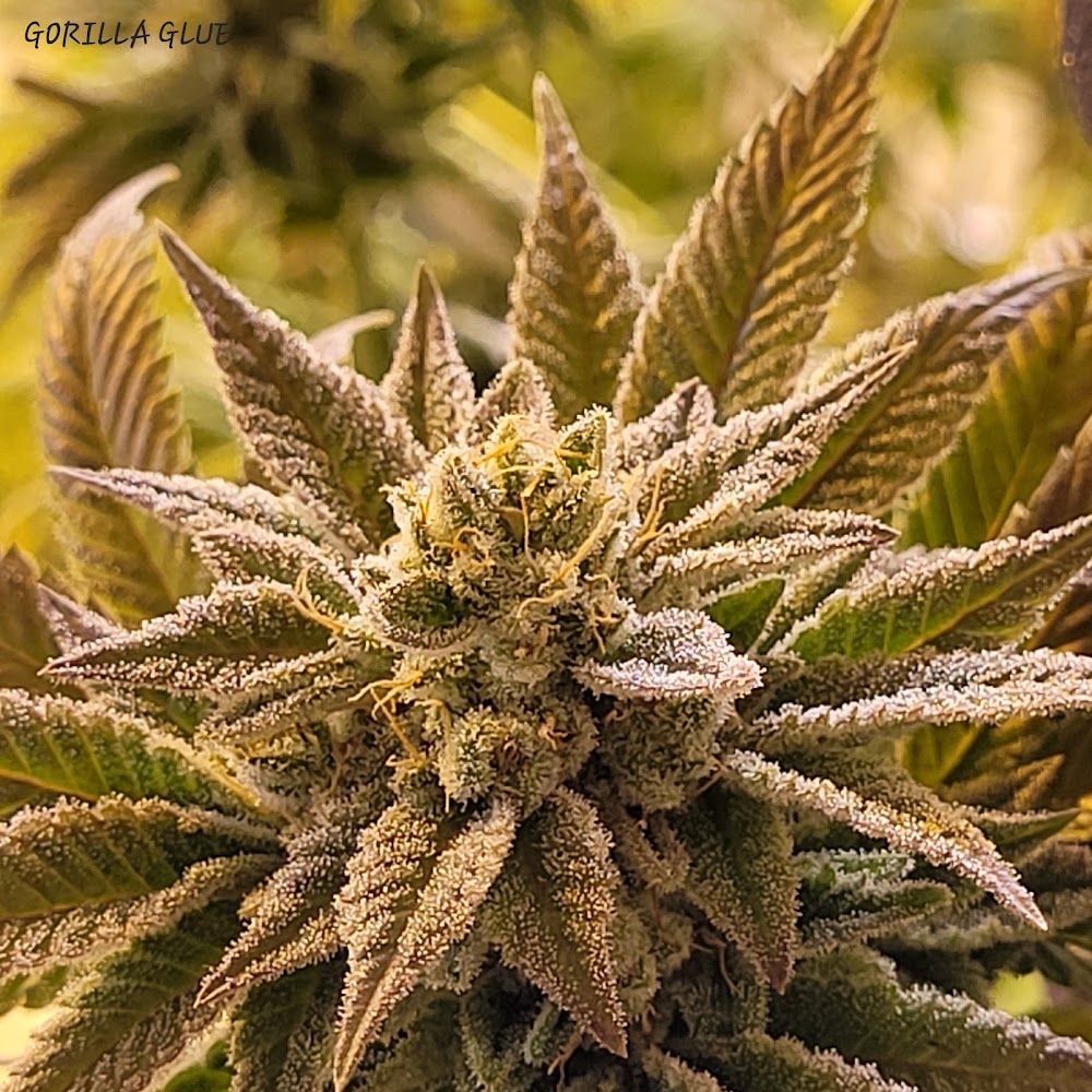 Green Meadows Dispensary photo 4