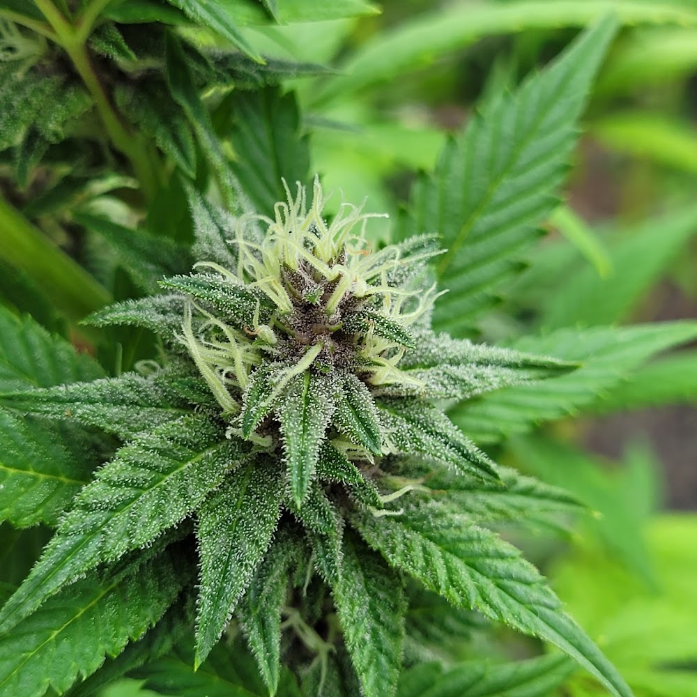 Green Meadows Dispensary photo 6