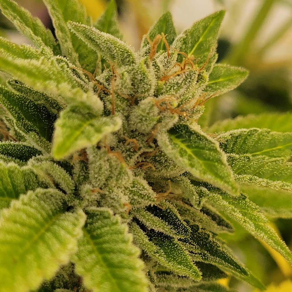 Green Meadows Dispensary photo 8