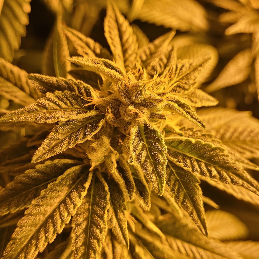 Green Meadows Dispensary photo 3
