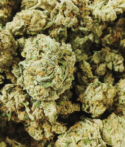Green Sativa photo 7