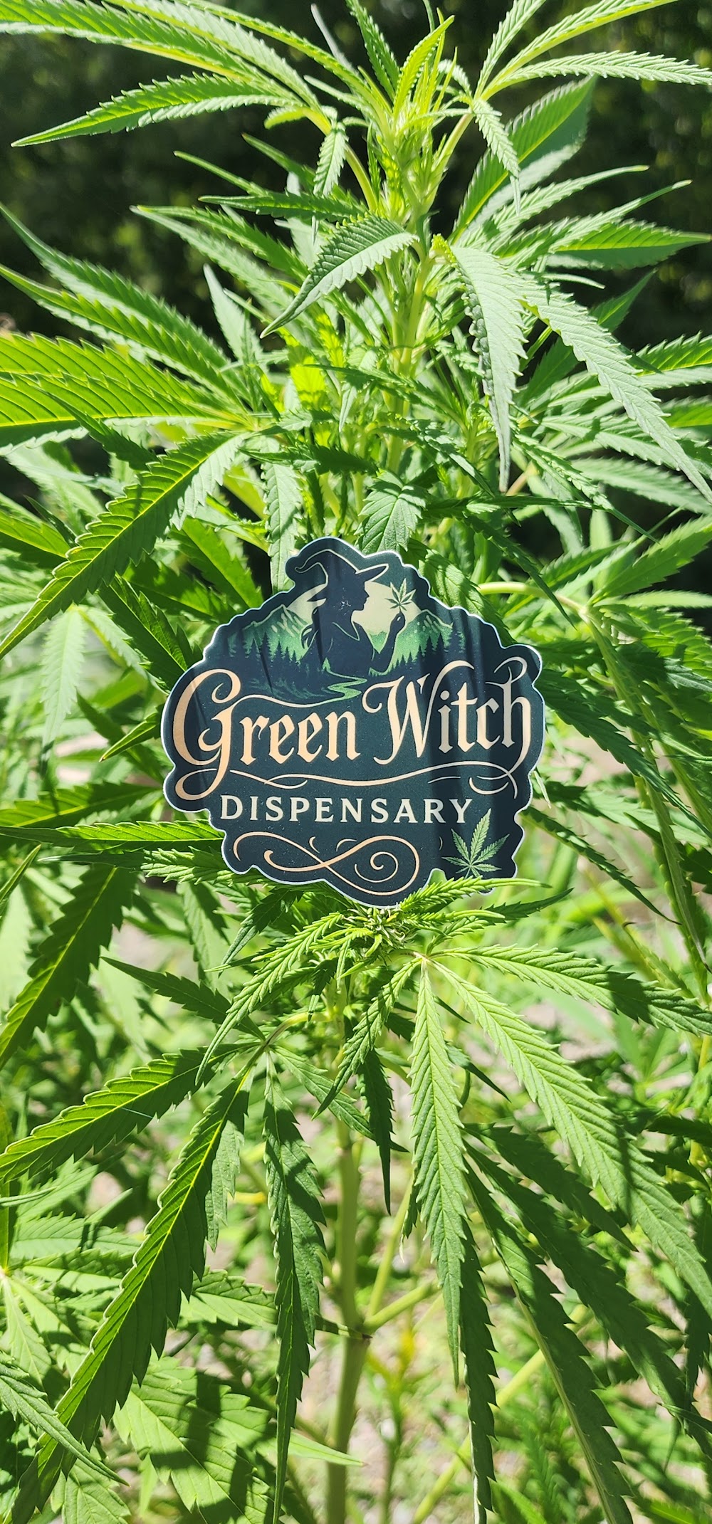 Green Witch Dispensary photo 2