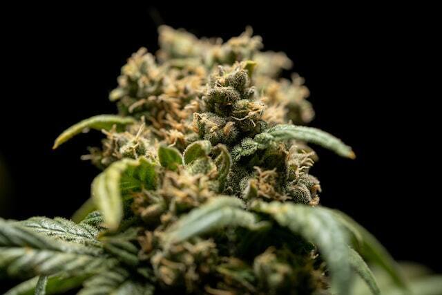 Greenlight Dispensary photo 5