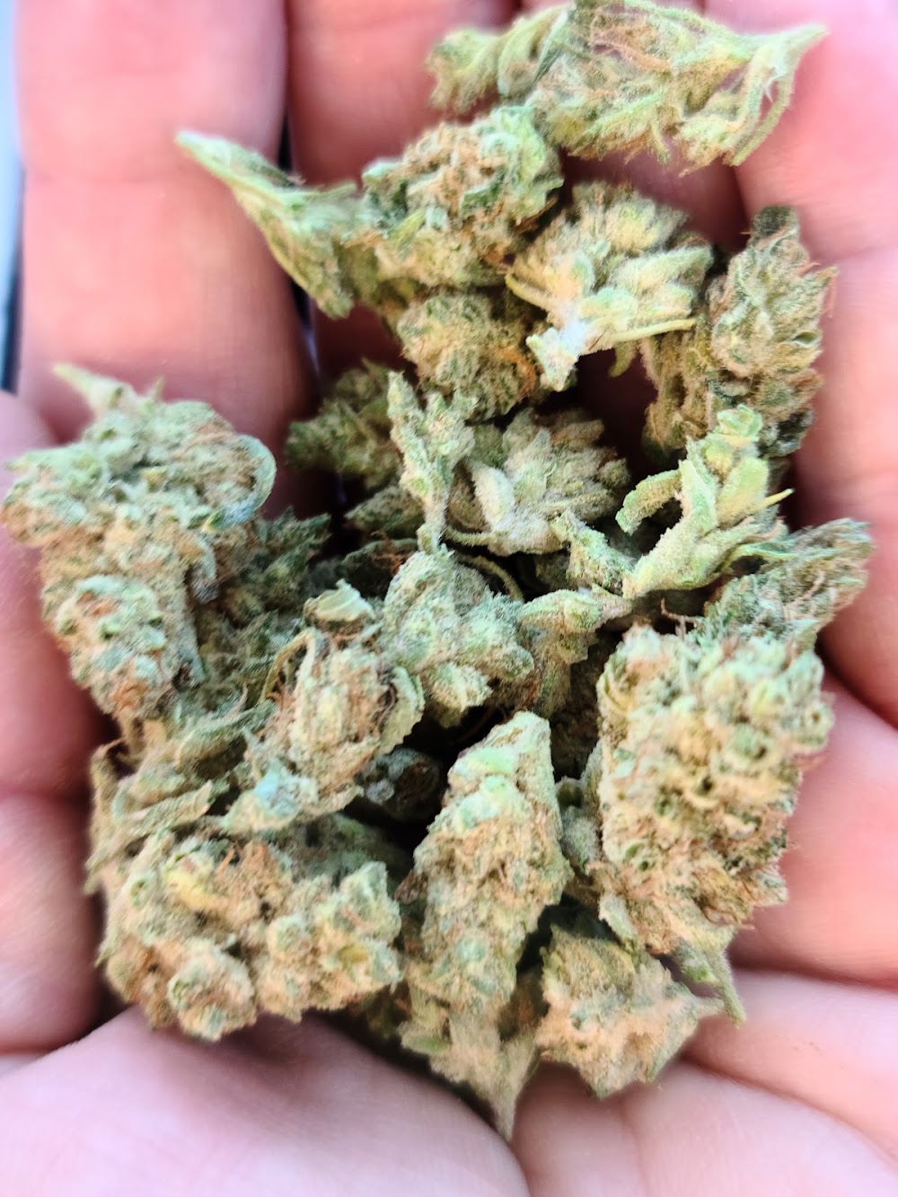 Greenlight Dispensary photo 3