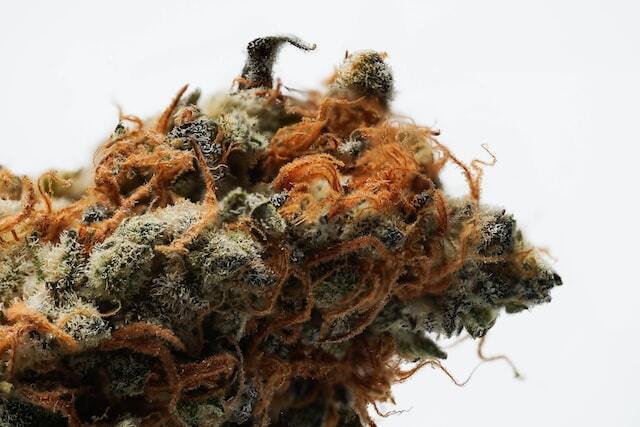 Greenlight Dispensary photo 7