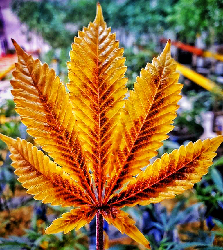 Grow Life photo 4