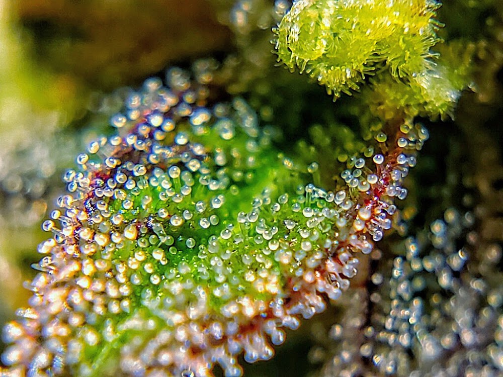 Grow Life photo 7