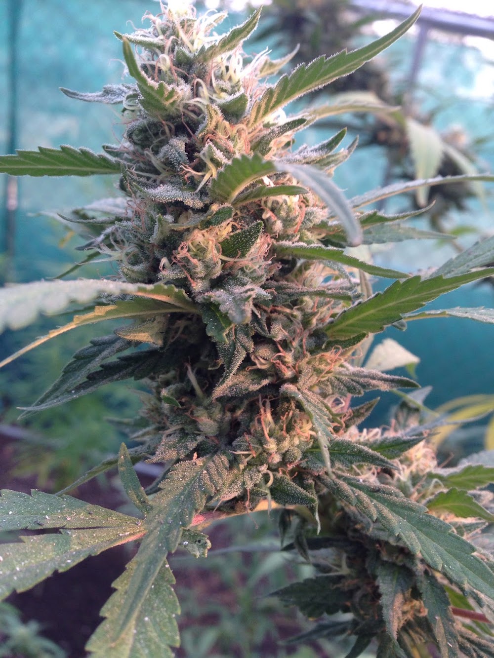 Growhealthy photo 6