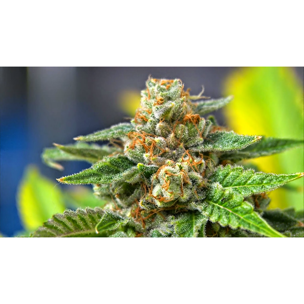 Growing Releaf photo 4