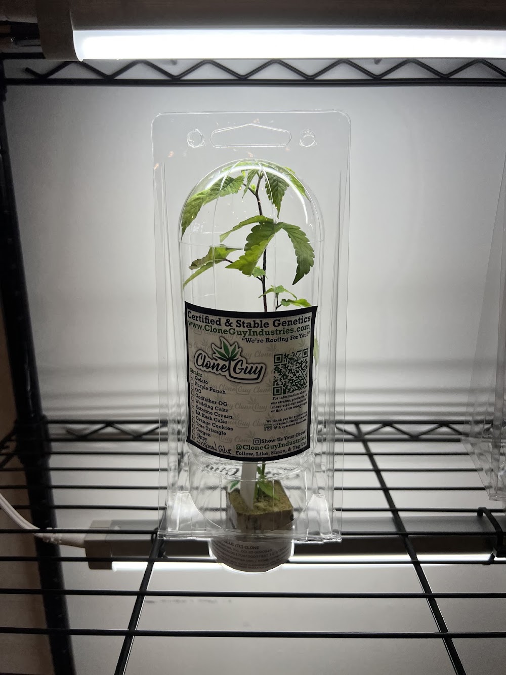 Hello Cannabis photo 6