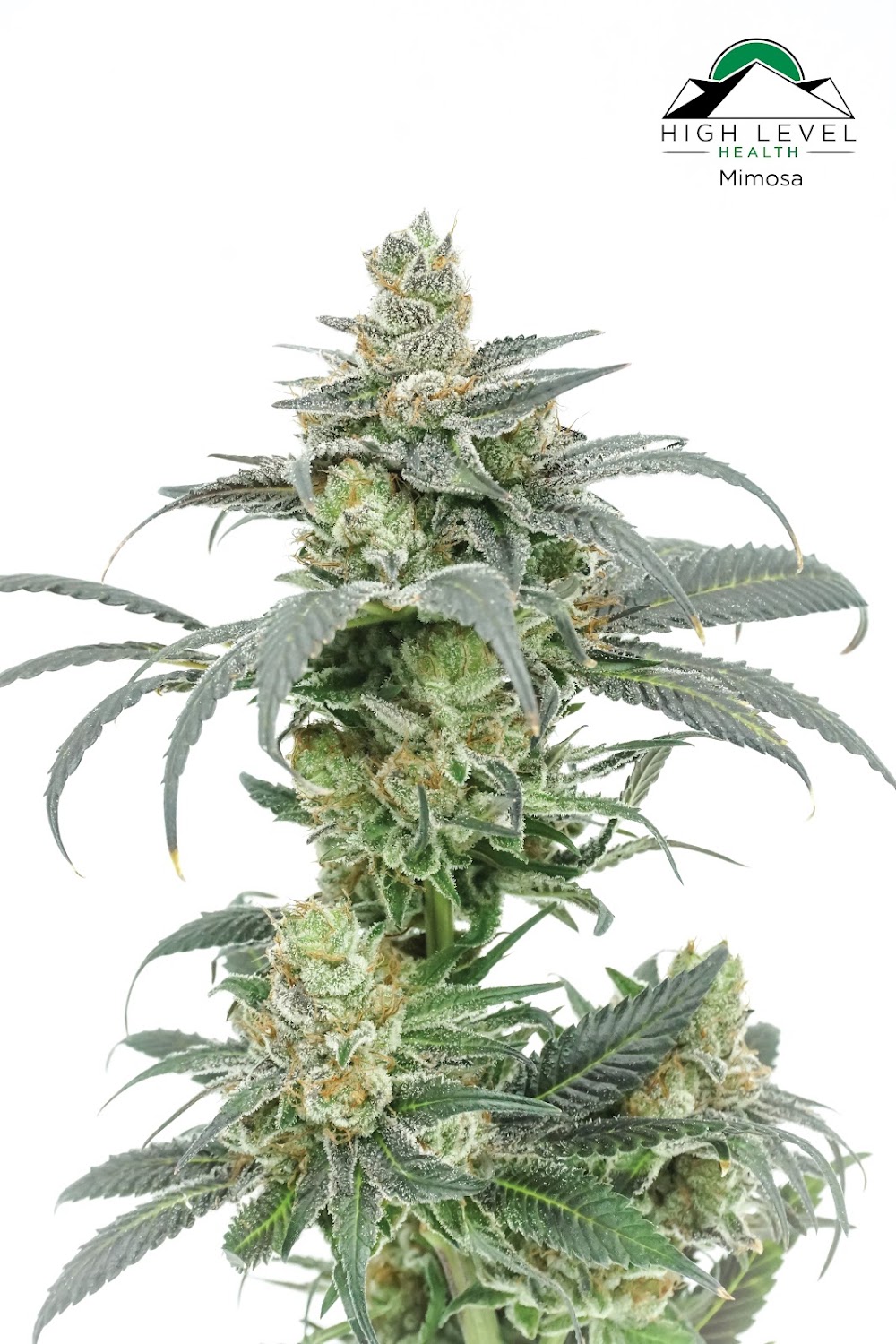 High Level Health photo 8